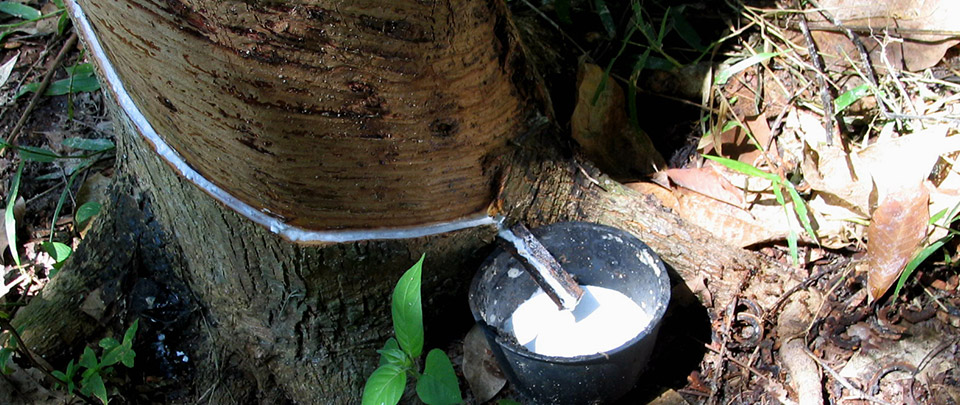 Volume de produção de borracha natural pode cair no segundo trimestre