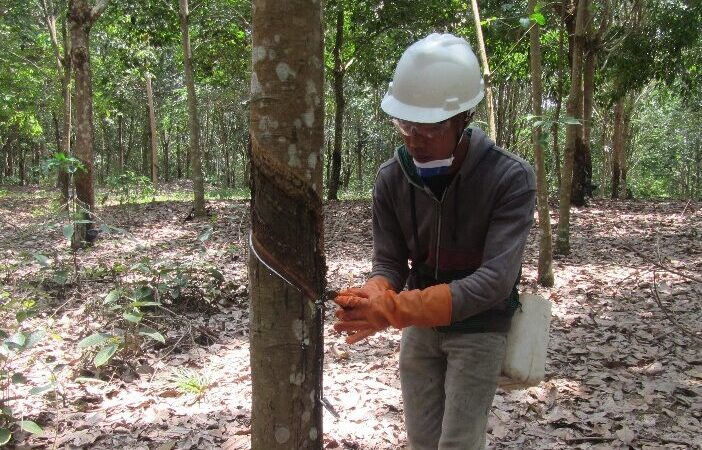 Importação de borracha natural acumula US$ 1,8 bilhões em 2024 e expectativas para os próximos meses são positivas, segundo a consultoria Vixtra