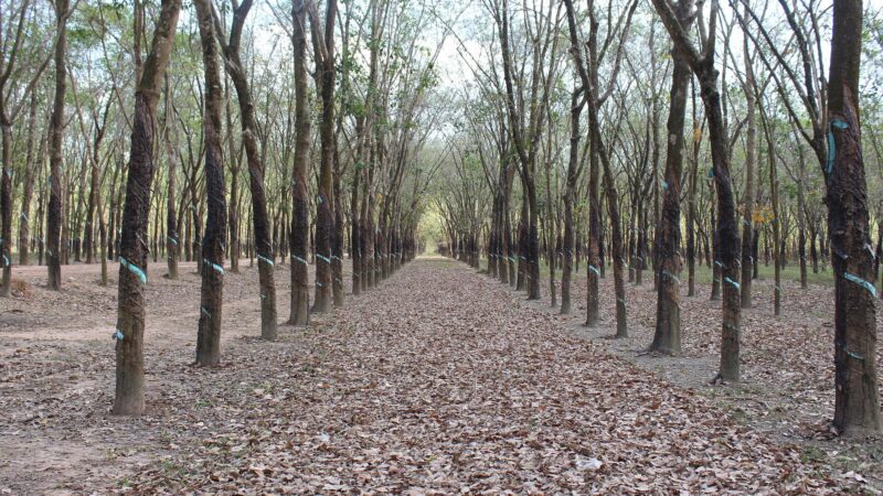 Mercado de borracha natural deve se fortalecer no segundo semestre de 2022, prevê associação que reúne países produtores