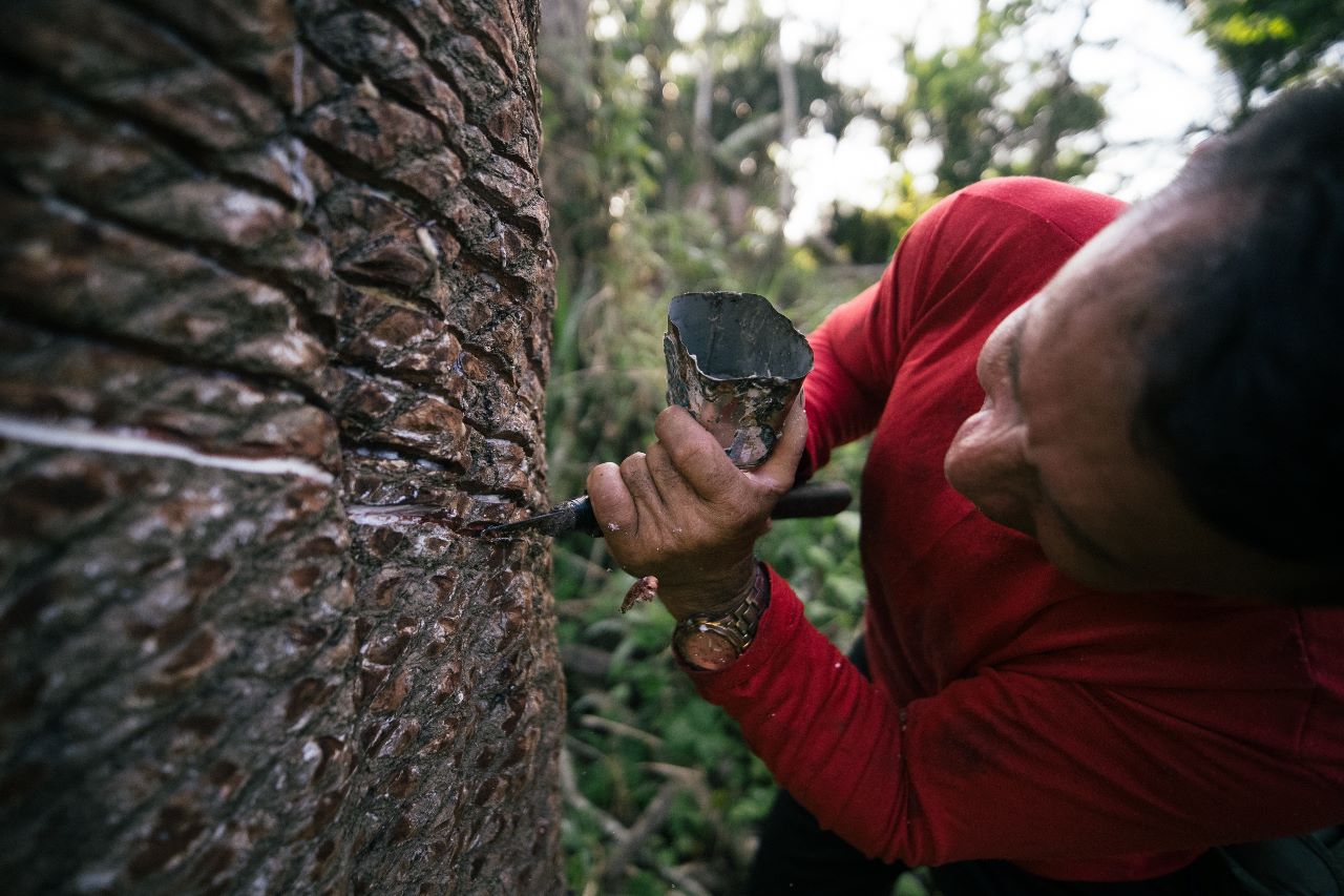 Seringueiros da Amazônia divulgam carta manifesto com reivindicações para Cadeia Produtiva da Borracha